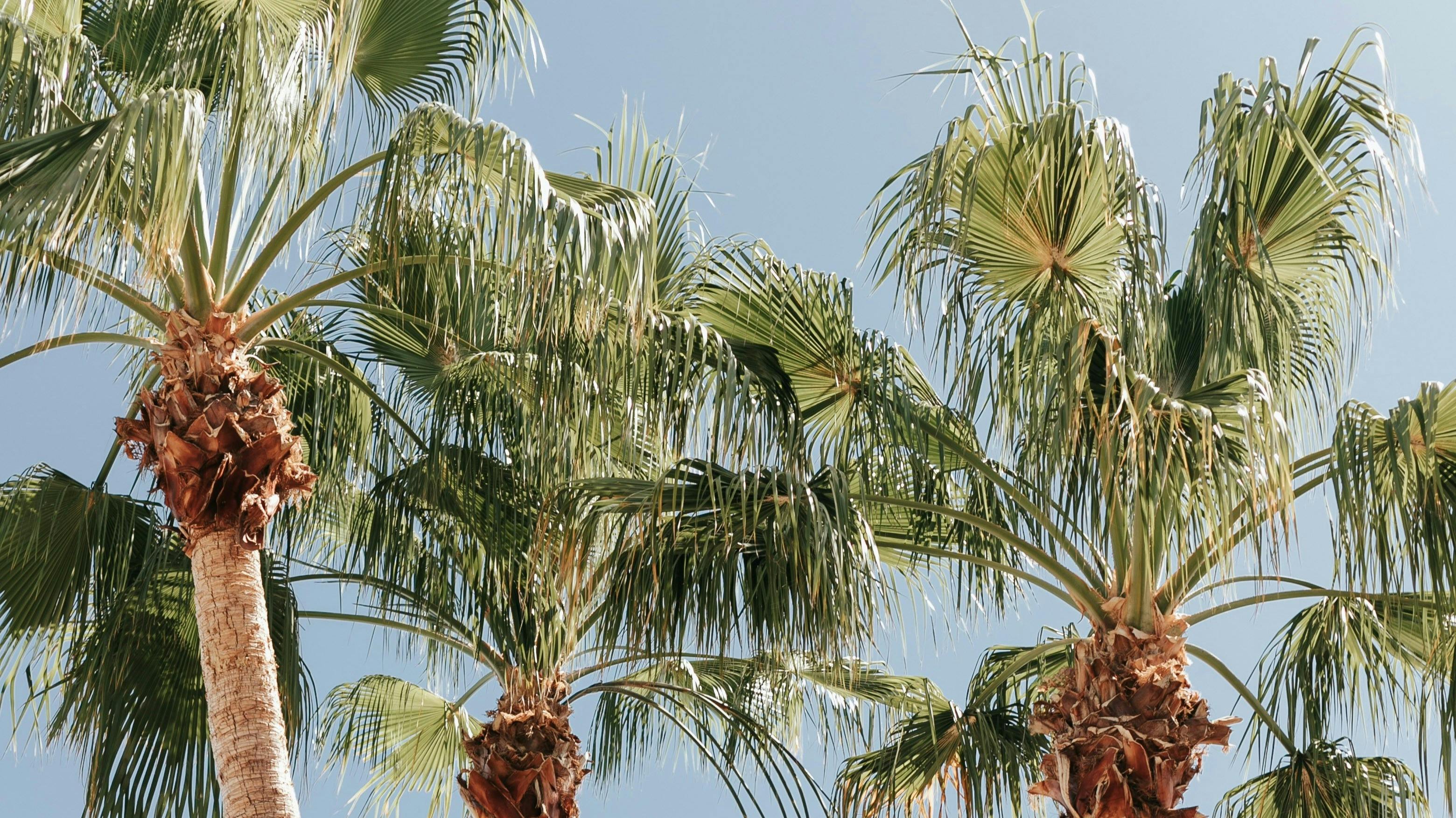 Palm trees against a blue sky.