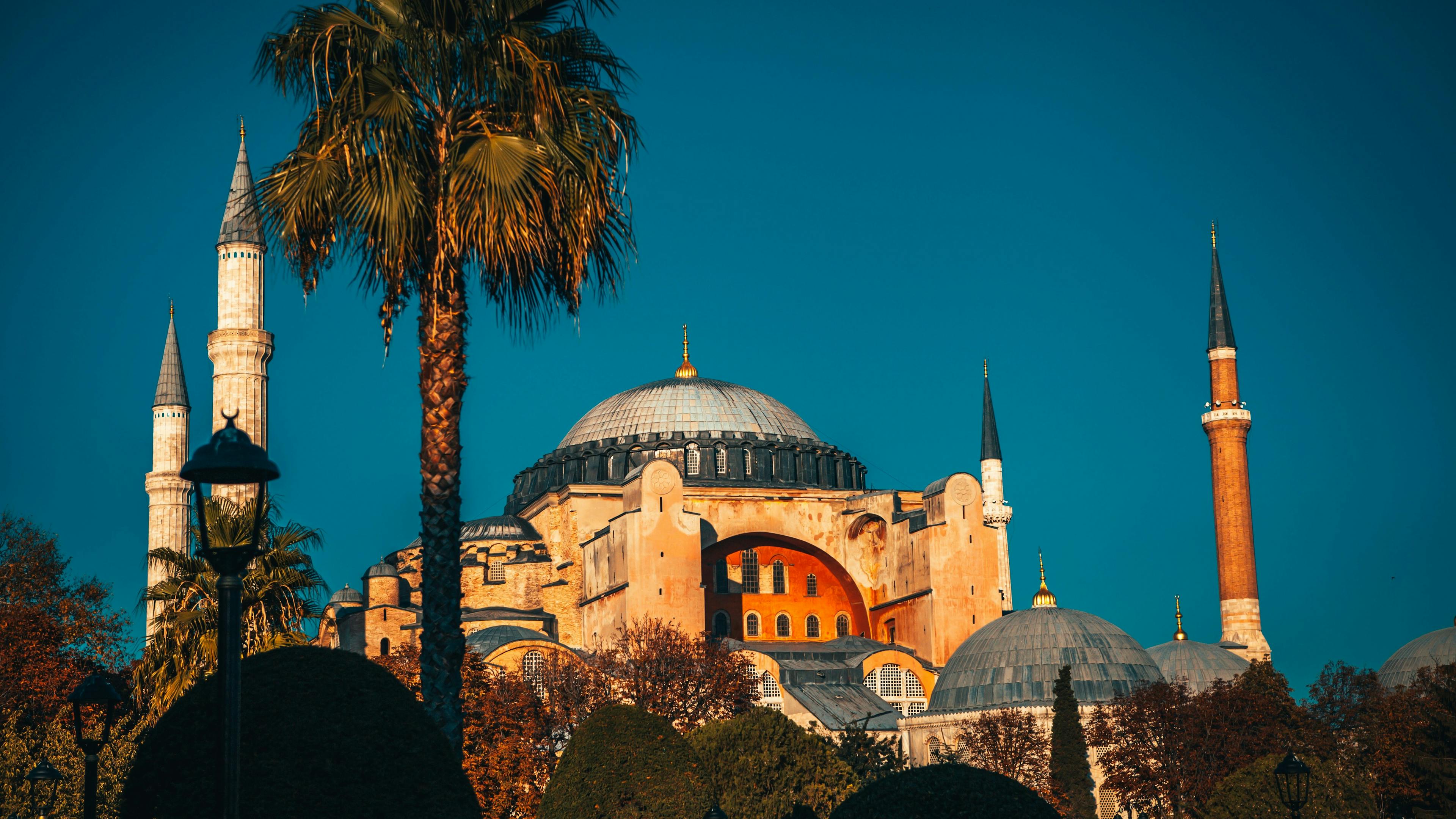 The Hagia Sophia on a hill next to a palm tree on a clear day in Istanbul.
